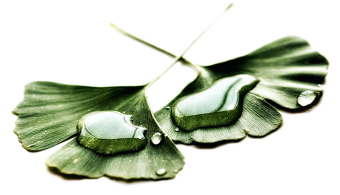 CLAV Magazin Ginkgo Biloba Titelbild